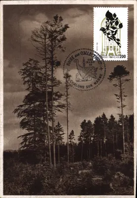 Floresta de pinheiros — Chalons-sur-Marne — Feira das Coleções 1988