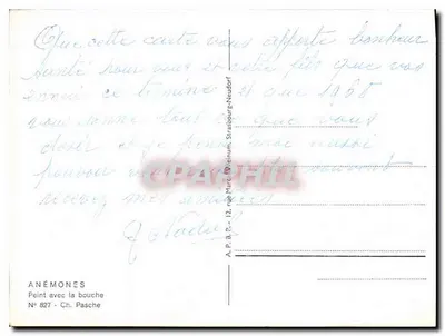 Anemonki — Malowane ustami — Ch. Pasche, N° 827 — Rewers
