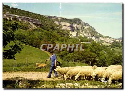 Roquefort (12250) — Um rebanho de ovelhas diante do local do famoso queijo de mesmo nome — Éditions du Castellet