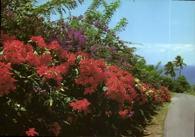Martinique - Grand'Rivière — Flores na estrada — Edições FÉLIX ROSETTE, Fort-de-France, n°64