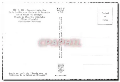 Para mew tridaktulowych — (Rissa tridactyla) — Wydawnictwo Sztuki JOS, Châteaulin (29) — Rewers