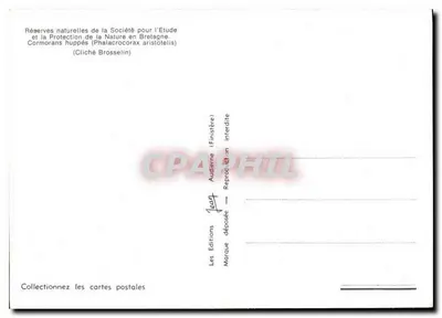 Kormorany szpikulcowe — (Phalacrocorax aristotelis) — Éditions Audierne — Rewers