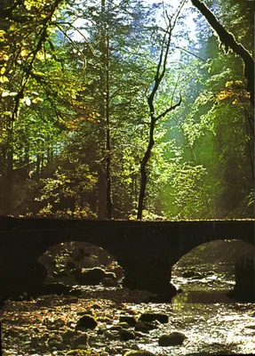 Ponte sobre um riacho — floresta no outono — Éditions Goubier, n° 341961000060