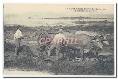 Saint-Michel-Chef (Loire-Inf.) — A Colheita do Alga Marinha — Coleção F. Chapeau, Nautes - 2º milênio