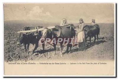 Laboueurs dans la plaine d'Esdrelo