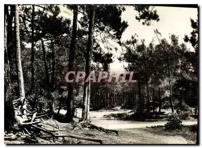 Ronce-les-Bains (Charente-Inf.) — Caminhando em direção à Praia — Carta postal