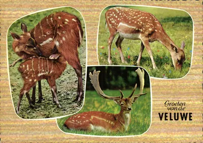 Divers cervos — Veluwe — Saudações da Veluwe