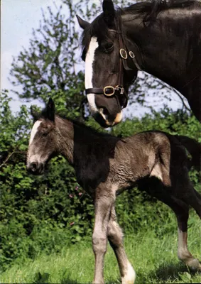Koń i szczeniaczek — The National Shire Horse Centre, Plymouth, Devon — wydawca nie widoczny