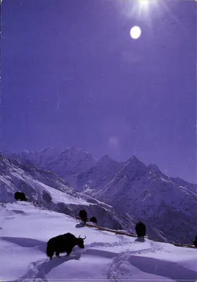Yaks dans les montagnes enneigées — Khumjung, Népal — Yacks / Michael P. Price/Bruce Coleman Ltd