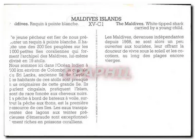 Maldivy — Rekin biało-głowy — Maldives Islands XV-C1 — Rewers