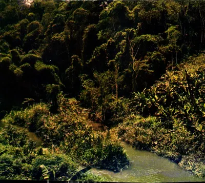 Floresta do Mayombe — Congo — Iris Michrome, n° 6906