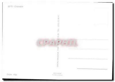 Crocodiles — Captura em uma lagoa — SACKO MOUSSA, IRIS-EXPORT — Verso
