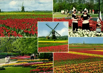 Paisagem holandesa — tulipas e moinhos de vento — editor VITA, n°25e