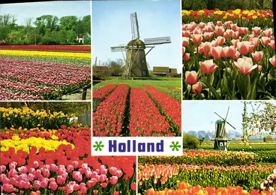 Paisagens holandesas — tulipas e moinhos de vento — editor não visível