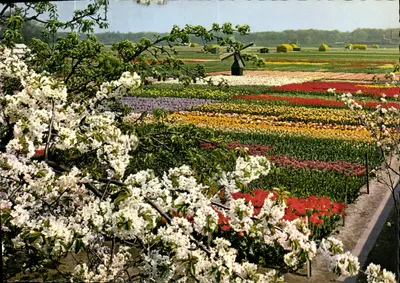 Paisagem de tulipas nos Países Baixos — editor VITA, série VN 53, n°4