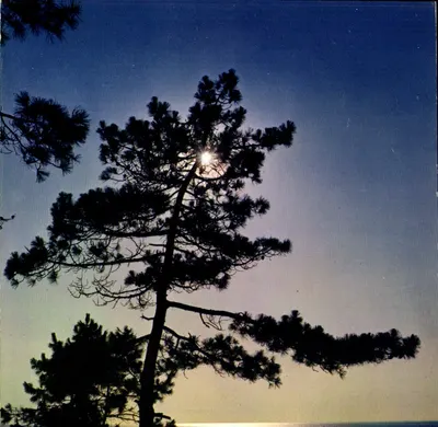 Paisagem de pinheiro ao entardecer — Ronce-les-Bains — Éditions Méditerranée & Théolèze