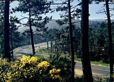 Ronce-les-Bains — A floresta de pinheiros nas dunas — Genêts em flor — Frères Berhaud, n°602