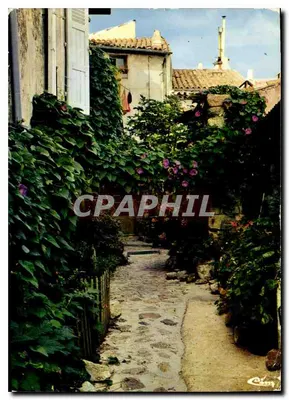 Rua pavimentada sombreada — vinhedos e hibiscos — editor C. Chey