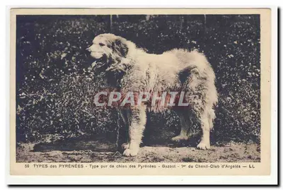 Cão dos Pirineus — Gazost — 1º do Chenil-Club de Argelès — LL