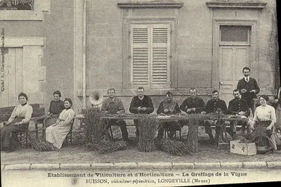 O Enxerto da Videira — Estabelecimento de Viticultura e Horticulura BUISSON, LONGEVILLE (Meuse)