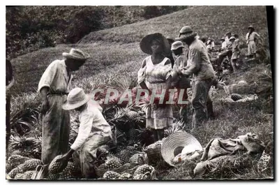 Gros-Morne — A colheita de abacaxi — Cliché Pierre Milo, Fort-de-France