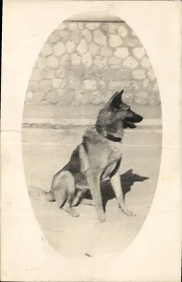 Cão pastor alemão — retrato em ovale — carta postal