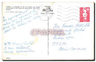 Yucca — Um membro da família da lília, os caules brancos cerosos são frequentemente chamados de 'Candeeiro do Senhor' — R. C. Proctor foto colorida — Verso