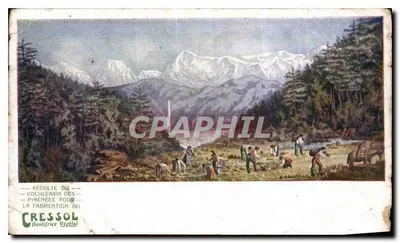 Colheita do cochlearia das Pirineus para a fabricação do Cressol — Denlifrice Végétal
