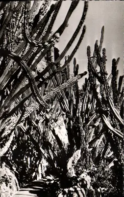 Jardim Exótico de Mônaco — Avenida dos Cereus — Éditions de Luxe