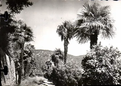 Nyons - A avenida dos Palmeiros — n°67