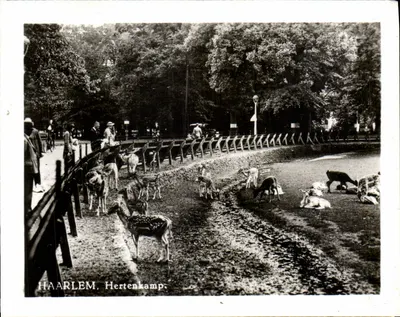 Haarlem, Hertenkamp — parque com cervos — editor desconhecido, número de série não visível