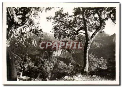 Cena florestal — montanhas e árvores — n°11