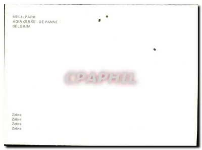Zebry — park Meli - Park, Adinkerke (Belgia) — Rewers