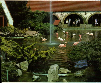 Lago dos flamingos — Meli-Park, Adinkerke - De Panne, Bélgica