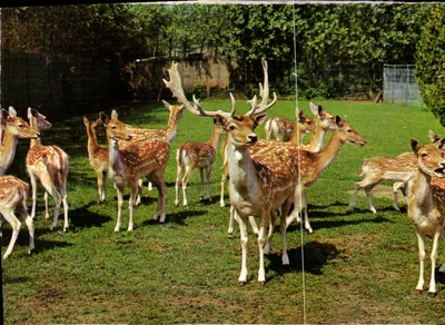 Rebanho de alces — Meli-Park, Adinkerke-de-Panne, Bélgica
