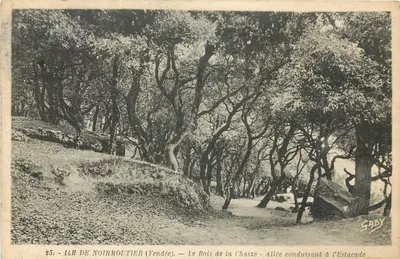 Ilha de Noirmoutier (Vendée) — O Bois da Chaize — Avenida conduzindo à Estacada — Edição Gaby