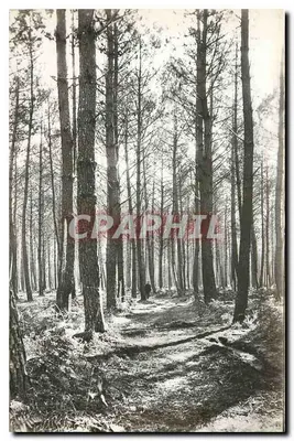 Floresta de pinheiros — Landes — Edições Mimizan-Plage