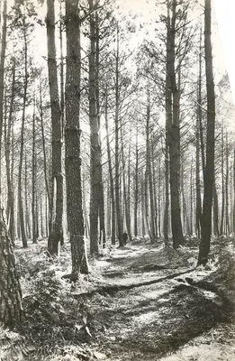 Floresta de pinheiros — Mimizan-Plage (Landes) — Éditions Maugis, Mimizan-Plage