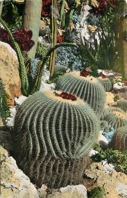 Jardim Exótico de Mônaco — Cactos e céréus — HC 161