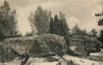 A floresta — Milly-la-Forêt — Foto Collin (S & O)