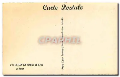 A floresta — Milly-la-Forêt — Foto Collin (S & O) — Verso