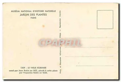 Stary robinier — Muzeum Narodowe Nauki Przyrodniczej, Ogrody Botaniczne, Paryż — Fotografia Robin Frères, n°1309 — Rewers