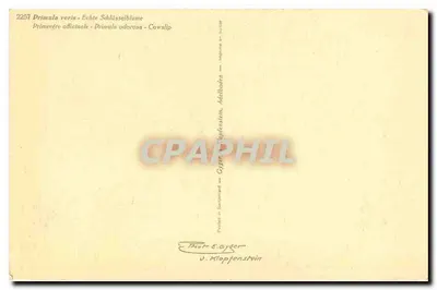 Primula veris — Echte Schlüsselblume — Gyger & Klopfenstein, n° 2257 — Rewers