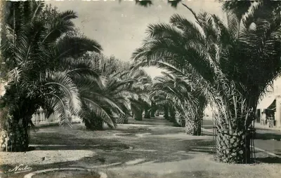 Perpignan (Pyr.-Orientales) — Seus Palmieres — Cliché NARBO, Paris