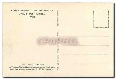 Vitória Rainha — Ninféia gigante da América — Museu Nacional de História Natural, Jardim dos Plantas, Paris — Verso