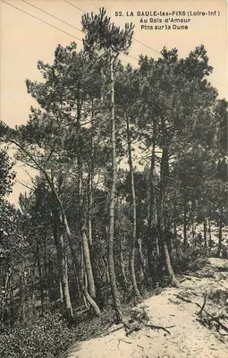 LA BAULE-les-PINS (Loire-Inf) — No Bois d'Amour, Pins sobre a Duna — F. Chapeau, Imp.-Édit. Nantes