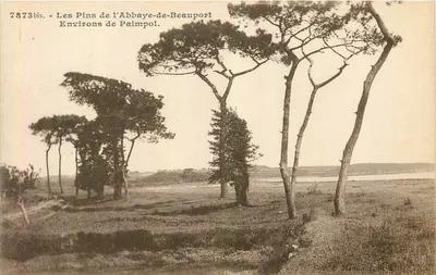 Os Pinheiros da Abadia de Beauport — Arredores de Paimpol — Coleção E. Henaille, n° 7873bis