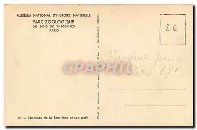 Camelo della Bactriana e suo piccolo — Museo nazionale di storia naturale, Parco zoologico del Bois de Vincennes, Parigi — n° 302 — Verso