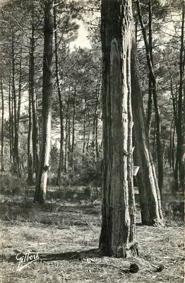 Sob a floresta de pinheiros — Edições A. GILBERT — Jarnac