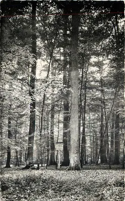 Floresta de Bercé (Sarthe) — O Carvalho Boppe — Edições Artaud pai e filho, Gaby